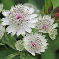 5056771002724 1 Astrantia major Rosemarie 2L.jpg